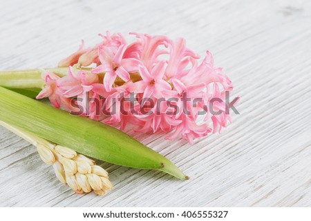 Pink hyacinth flowers on white wooden table
