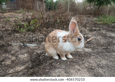 Wild rabbit on the grass nature background
