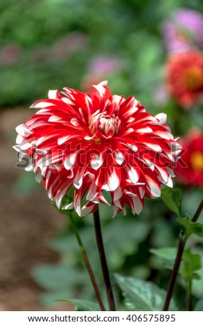 Closeup  Red and White Giant Dahlia on green background.