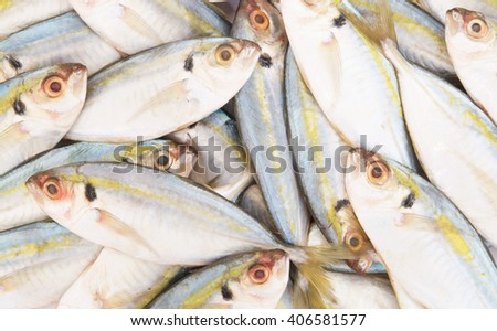 Fresh horse mackerel fish as background