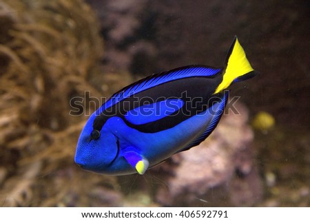 Blue tang or Regal tang or Palette surgeonfish (Paracanthurus hepatus ) . Royalty-Free Stock Photo #406592791