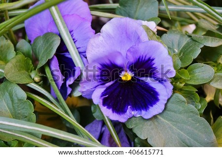 Mauve and purple pansy violet flowers