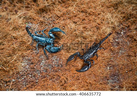 Poisonous scorpions in the land in the tropics