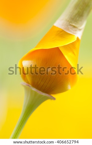 Eschscholzia californica, yellow and orange poppy wild flowers, official state flower of California.