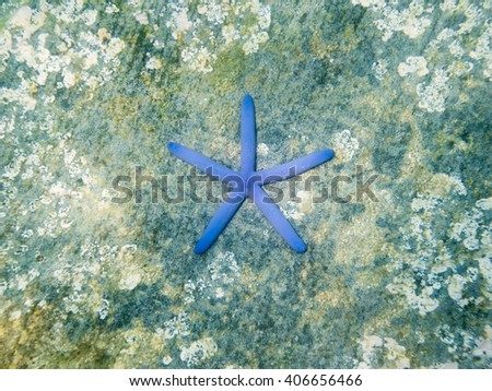 Blue starfish on the rock in sea at thailand