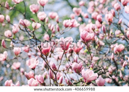 Spring magnolia flowers on the natural background. For this picture applied color toning effect.