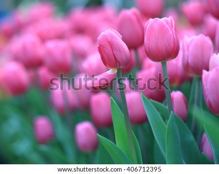 Tulip. Beautiful bouquet of tulips. colorful tulips. tulips in spring,colourful tulip

