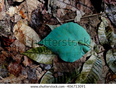 one green leaves on ground