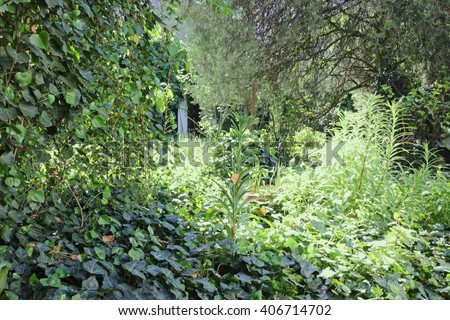 Overgrown green garden with  ivy Royalty-Free Stock Photo #406714702