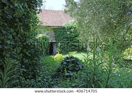 Overgrown green garden with  ivy Royalty-Free Stock Photo #406714705
