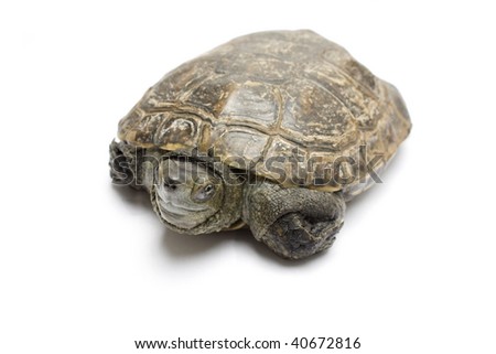 one old turtle isolated in white background