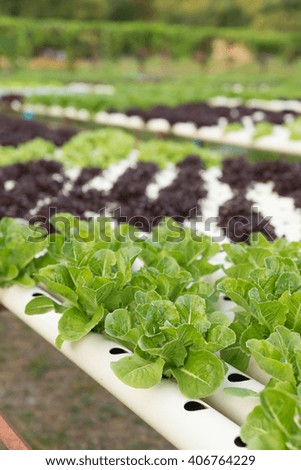 Salad's hydroponic vegetables farm 