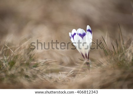 Tender white Crocus in the mountains. First flowers in spring among the yellow grass. Carpathian mountains, Ukraine. Image with small depth of field.