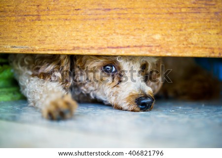 puddle dog is hiding and watching out Royalty-Free Stock Photo #406821796