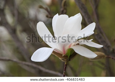 close up of beautiful magnolia tree blossom