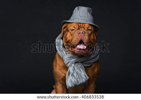 Dog in hat and scarf Royalty-Free Stock Photo #406833538