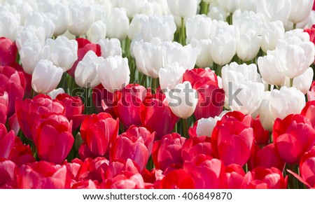 bed of tulips growing in spring garden tulips