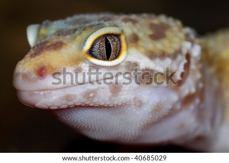 a picture of a little leopard gecko