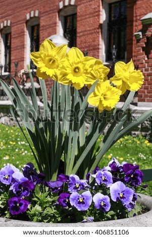 Pot with daffodil and pansy flowers in the garden. Outdoor flower bed. 
