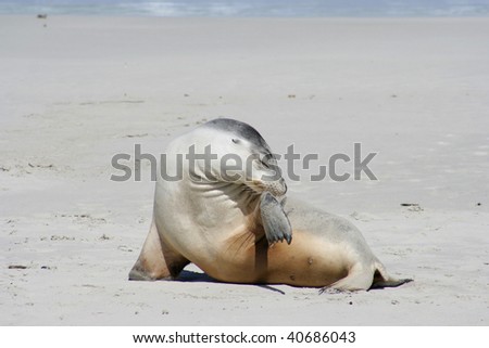 Sea lion, Kangaroo Island, South Australia