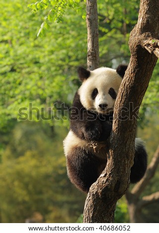 Cute young silly-looking panda sitting on a tree en face. Wildlife conservation backgrounds.