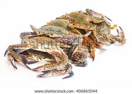 Fresh horse crabs on white background