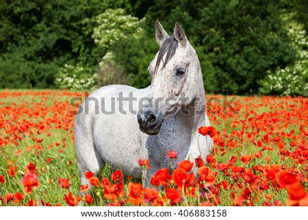 Portrait of nice arabian horse in red poppy field