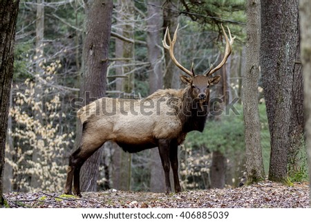 Bull Elk
