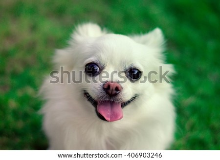 cute white chihuahua dog with tongue out. Smile-like face. Animal portrait.