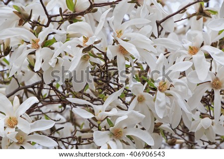 close up of white magnolia tree blossom