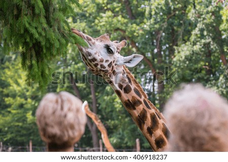 Giraffe in a zoo.