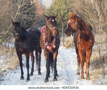 three horses walking on the snow between the trees in the forest