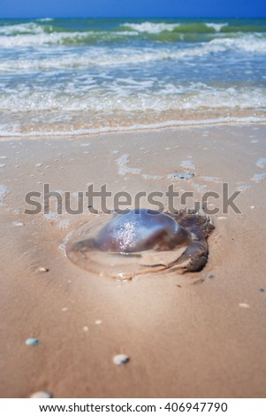 
Jellyfish washed up on the beach by the surf , on the white sand washed by the waves