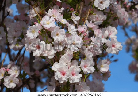 flowering branches of apple trees against the sky