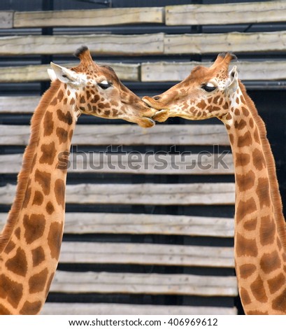 Giraffes, love, kiss