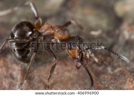 macro portrait of wood ant (formica rufa)