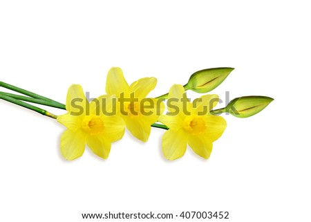 spring flowers narcissus isolated on white background