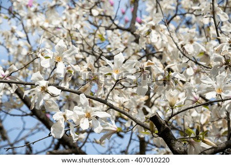 Branches of a magnolia in front of a sky