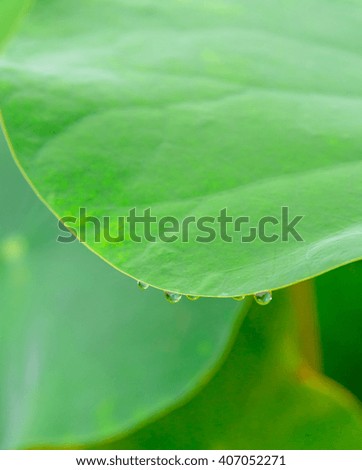 lotus leaves(selective focus)