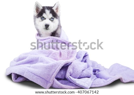 Picture of a little siberian husky dog with a towel in the studio, isolated on white background