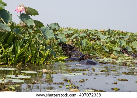 Water buffalo in the lotus pond at Thale Noi, Phatthalung in Thailand