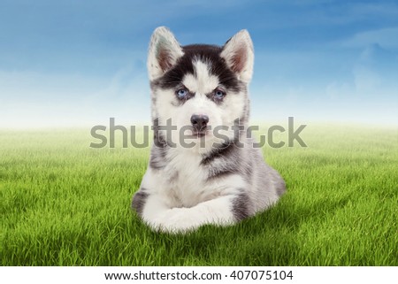 Picture of a little siberian husky dog lying down on the meadow and looking at the camera