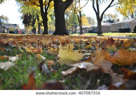 Picture of dry fallen  leaves taken in shaded area from ground level.
