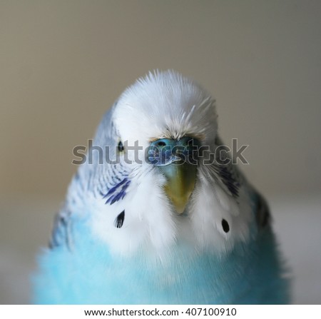 Cute Male Parakeet Close Up High Quality