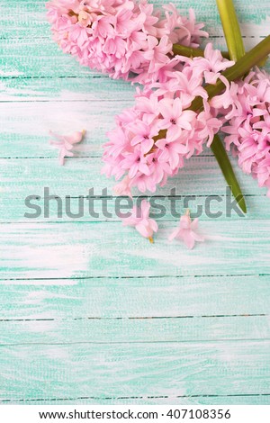 Background with fresh pink hyacinths flowers on turquoise painted wooden background. Selective focus. Place for text.