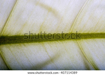 macro shot of abstract green leaves for background