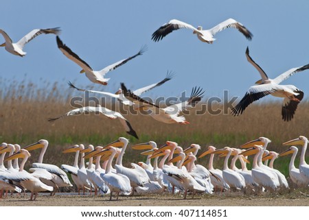 white pelicans in the Danube Delta, Romania