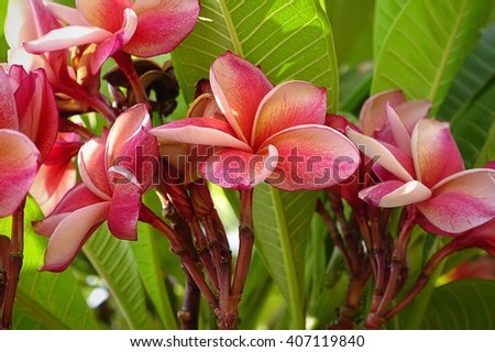 Pink plumeria flower bloming on tree in summer day
