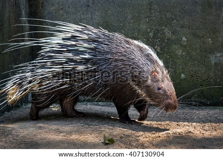 Porcupine in zoo.