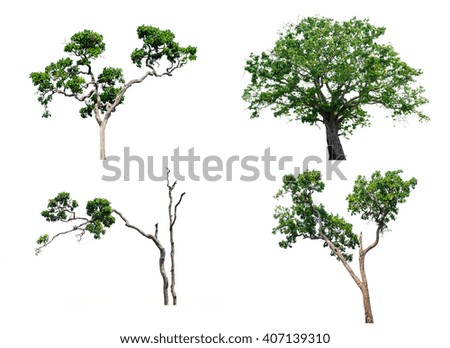 Set four of  tree isolated on white